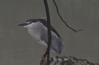 Uccelli dello sri lanka mi aiutate a identificarli ?